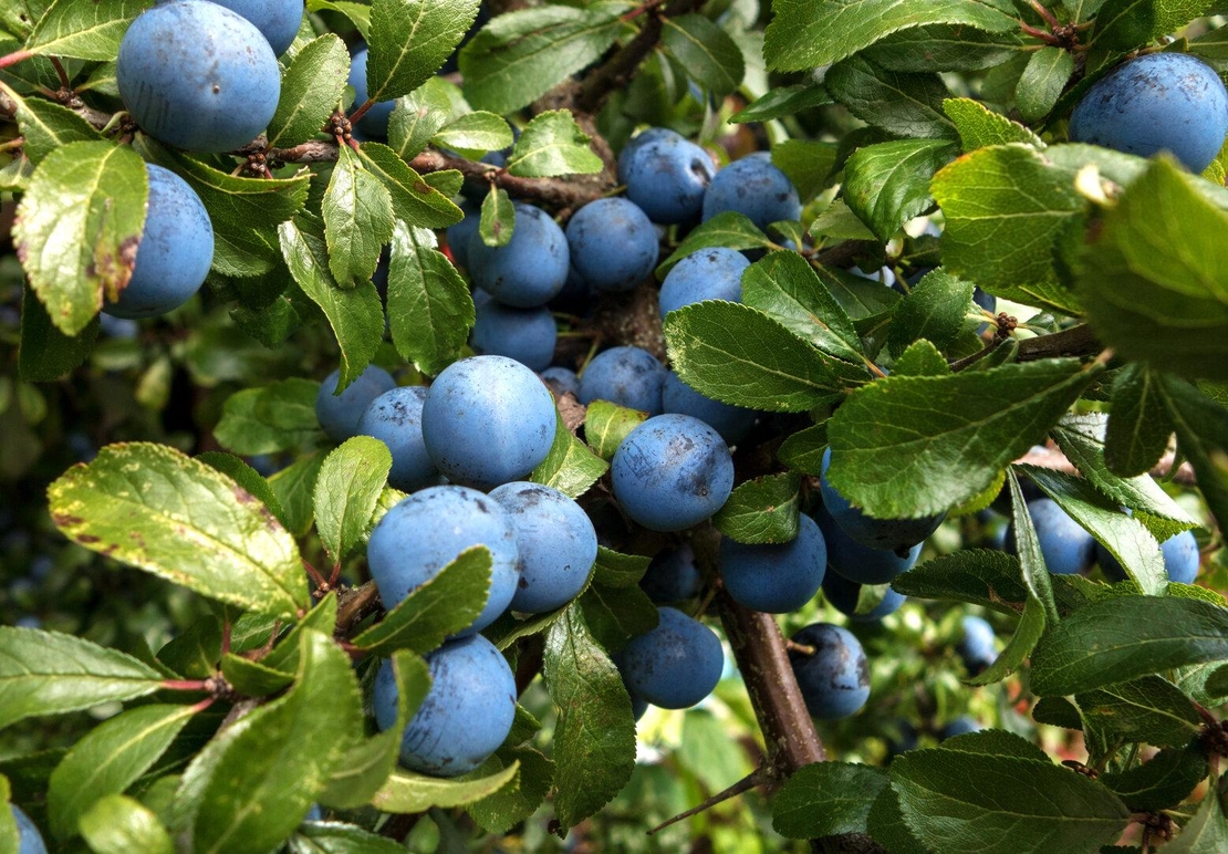 Organic BLACKTHORN BERRIES | Prunus Spinosa | Blackthorn Tea | Dried Berries | Dried Fruits | Organi Herb | Dried Herb | Fruit Tea |