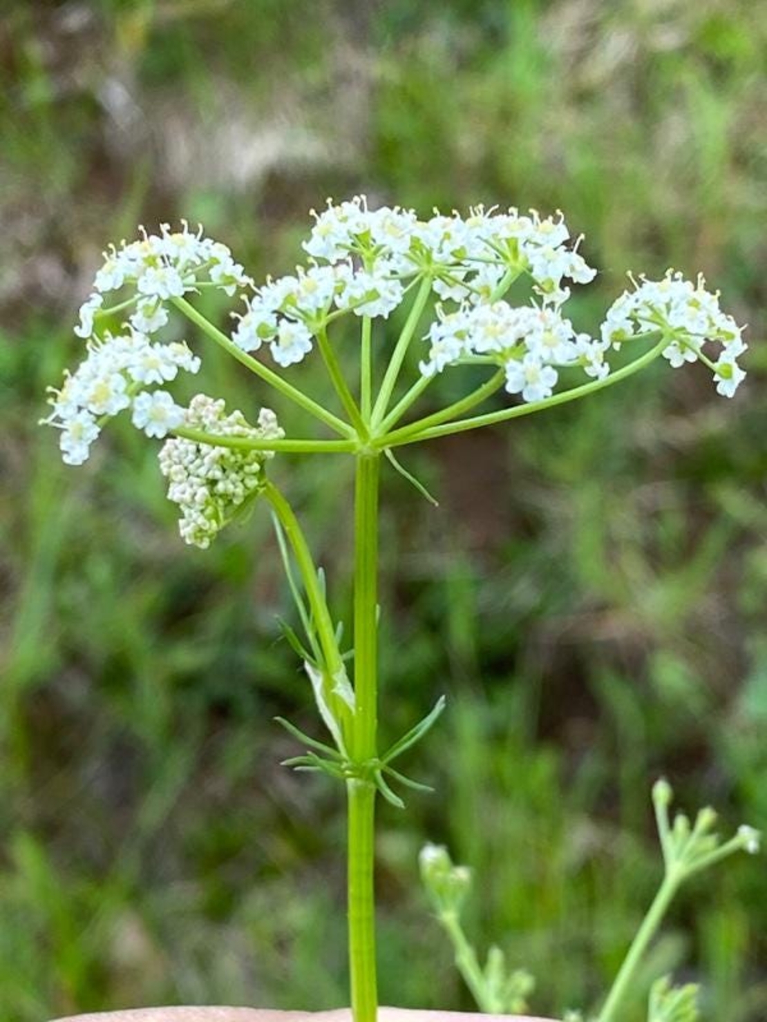 Organic CARAWAY SEEDS | Carum Carvi | Caraway Tea | Dried Seeds | Organic Herbs | Organic Spices | Herbal Tea | Herba | Tea |