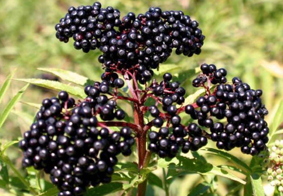 Organic DWARF ELDER BERRIES | Sambucus Ebulus | Elder berries Tea | Herbal Tea | Dried Berries | Herba | Tea | Organic Fruits Tea