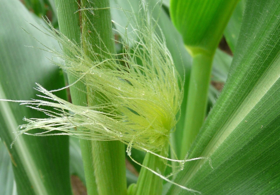 Organic CORN SILK | stygmata maydis | corn silk tea | herbal tea | herba | tea | organic herbs | dried herbs | herbalism | corn silk herb