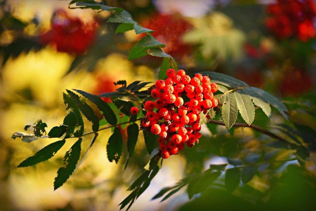 Organic ROWAB BERRIES | sorbus aucuparia | rowan tea | herbal tea mountain ash berries | dried berries | organic herb | herba | tea