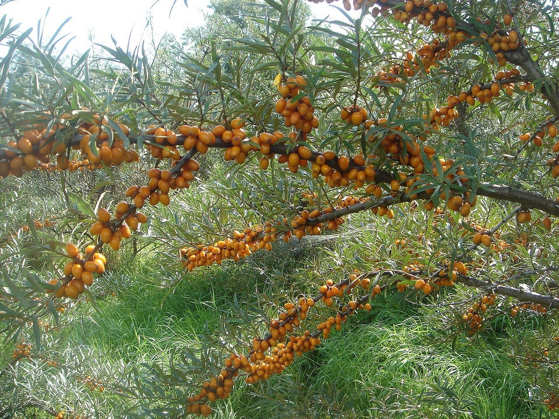 Organic Sea Buckthorn | Hippophae Rhamnoides | Whole Osmotic Berries Seaberry | Sea Buckthorn Berries | Herbal Tea | Fruits Tea | Herba