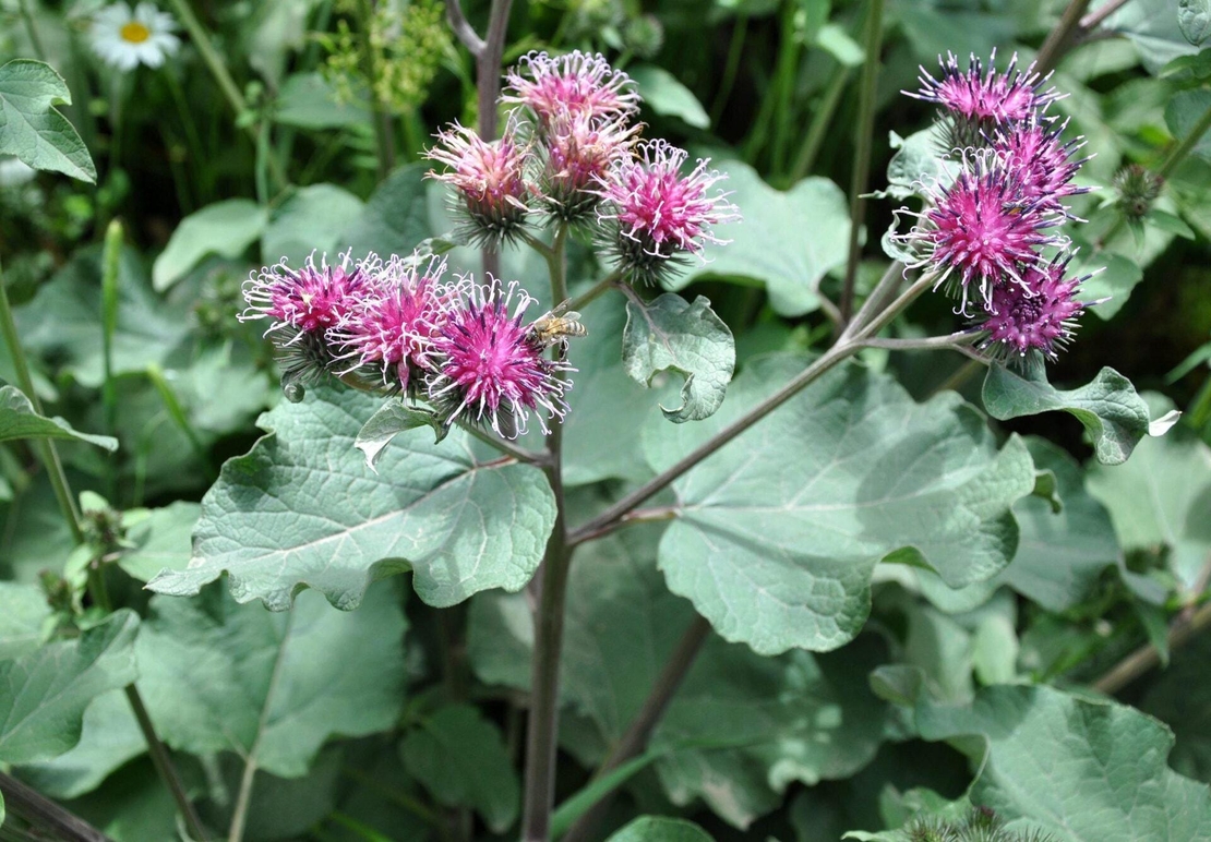 Organic BURDOCK ROOT | acrtium lappa | burdock root tea | herbal tea | organic herbs | dried root