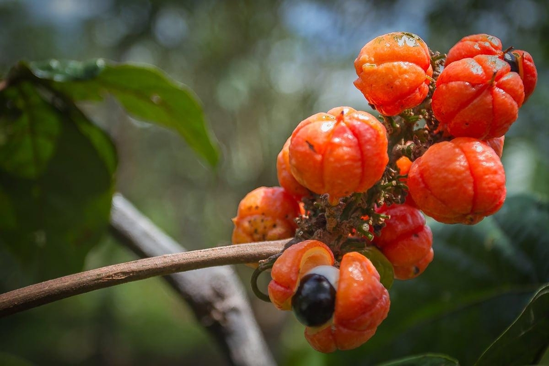 Organic Guarana Seeds | Whole Guarana Seeds | Paullinia Cupana | Guarana Fruit | Guarana Tea | Dried Fruit | Organic Fruit | Herbal Tea