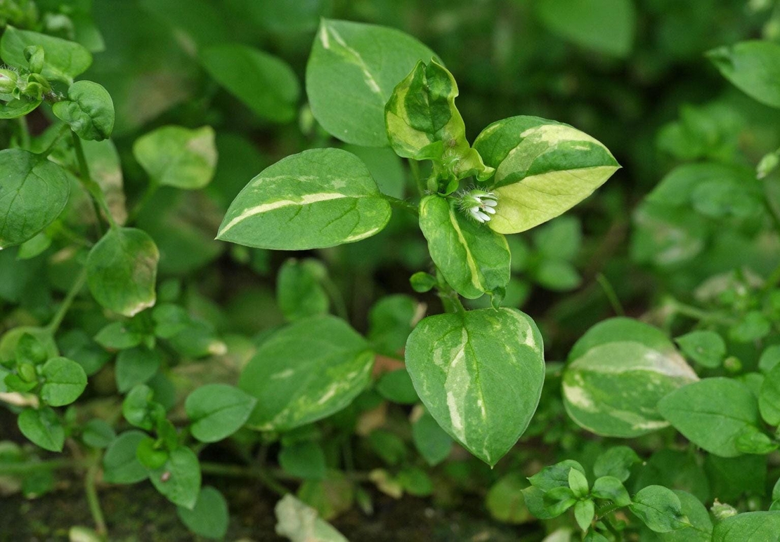 Organic CHICKWEED HERB | stellaria media | chickweed tea | herbal tea | dried herbs | organic herbs | herba | tea