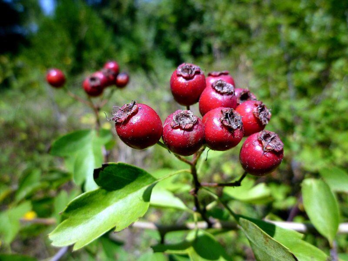 Organic HAWTHORN BERRIES | Crataegus Monogyna | Hawthorn Tea | Dried Berries | Herbal Tea | Organic Herbs | Vitamin | Herba | Wild Fruits