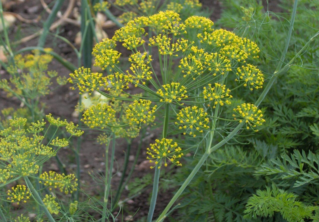 Organic DILL SEEDS | Anethum Graveolens | Dill Tea | Semens | Dried Seeds | Organic Herb | Herba | Tea | Kitchen Herbs | Spices