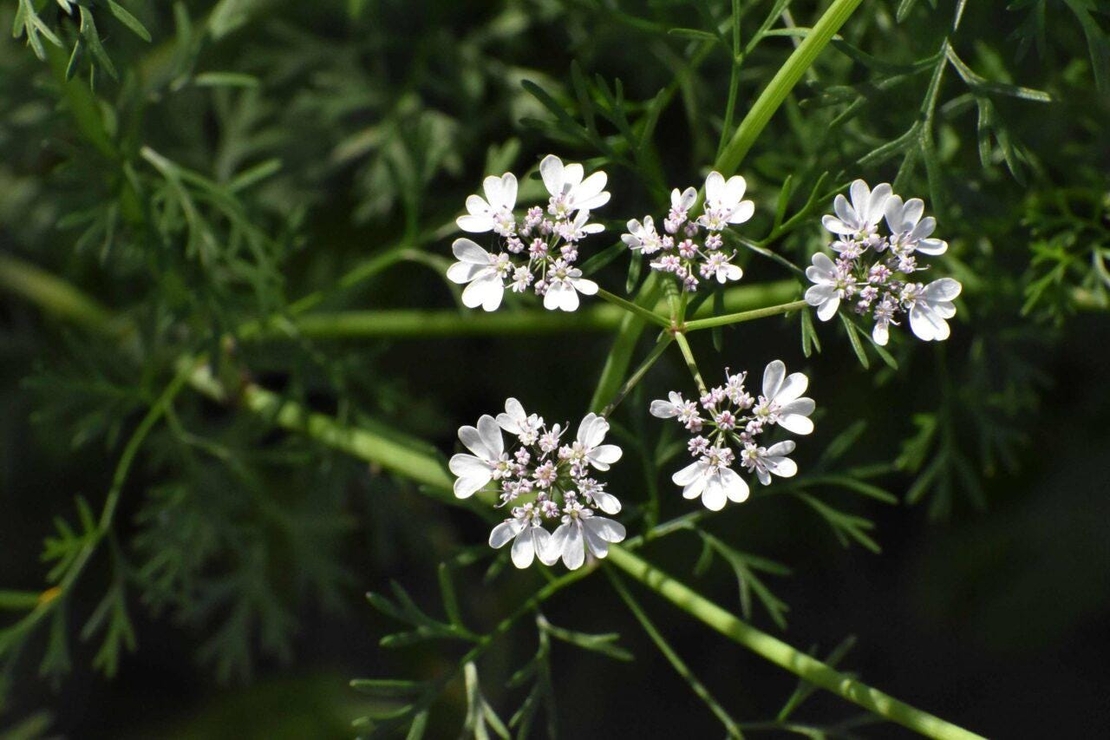 Organic CORIANDER SEEDS | Coriandrum Sativum | Semens | Coriander Tea | Herbal Tea | Herba | Tea | Dried Seeds | Spices