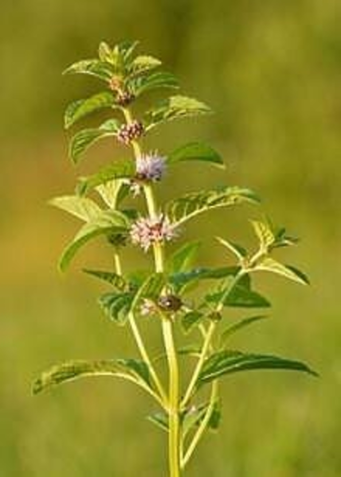 Organic CORN MINT | mentha arvensis | corn mint tea | field mint tea | wild mint tea | herbal tea | dried herbs | organic herbs | herba tea