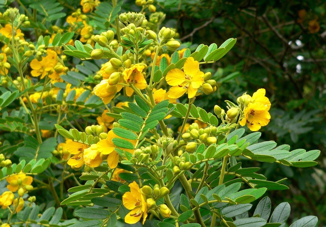 Organic SENNA PODS | cassia angustifolia | senna pods tea | cassia senna | cassia acutifolia | herbal tea | organic herbs | herba | tea