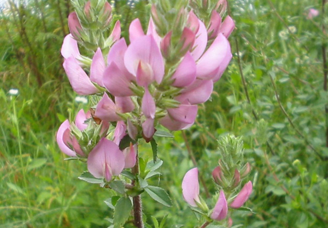 Organic RESTHARROW ROOT | Ononis Spinosa | Restharrow Root Tea | Herbal Tea | Herba | Tea | Dried Root | Organic Root | Organic Herbs