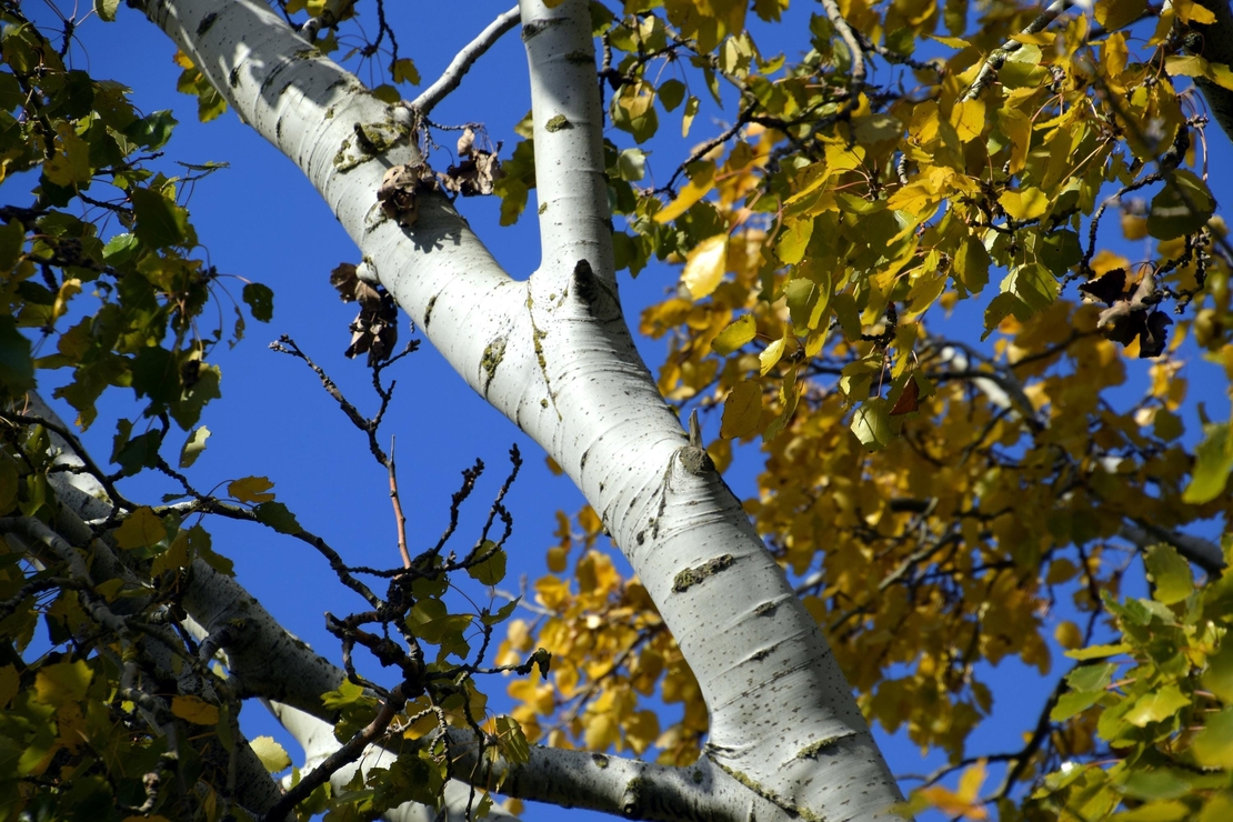 White Poplar Bark (Populus Alba) – Natural Pain Relief & Anti-Inflammatory – Organic & Wild-Harvested