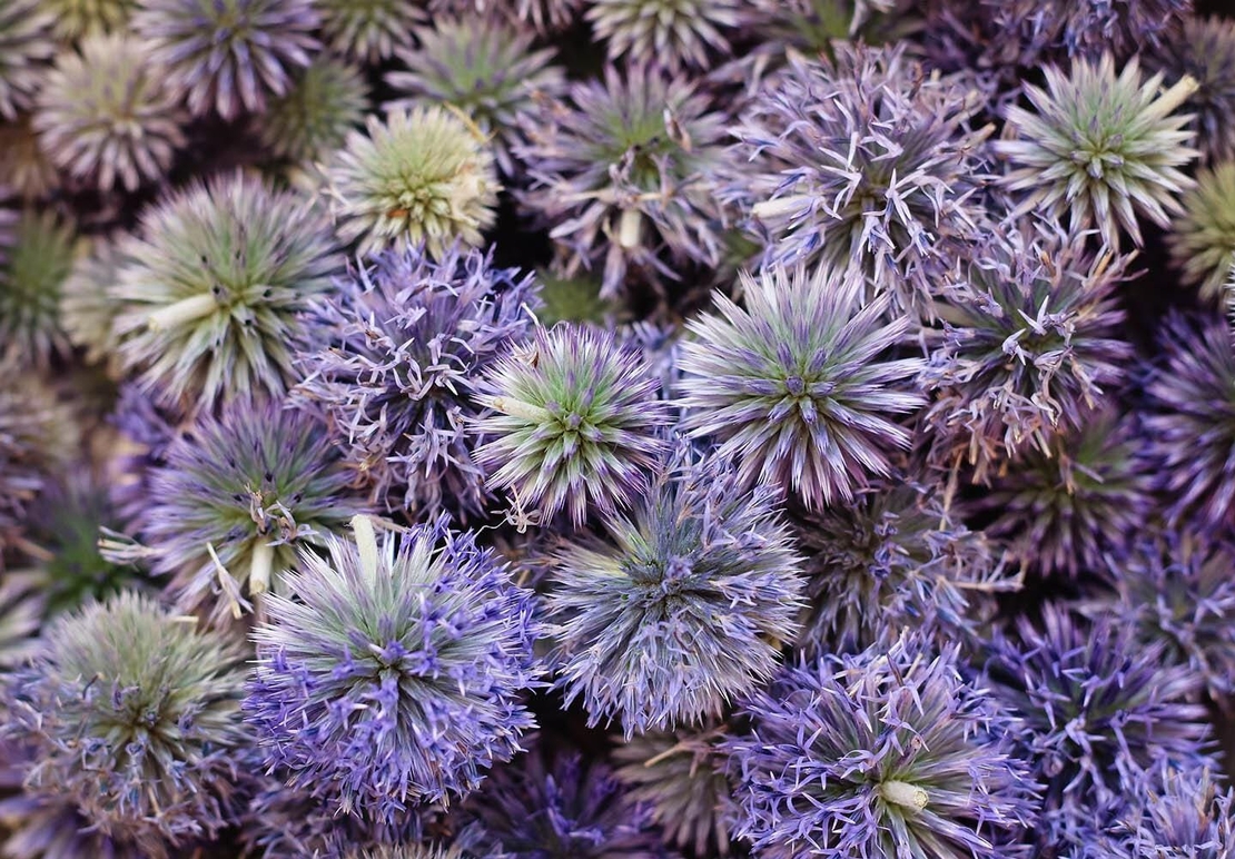 Organic GLOBE THISTLE FLOWER | echinops ritro | globe thistle flower tea | herbal tea | dried flower | organic flower | organic herbs |