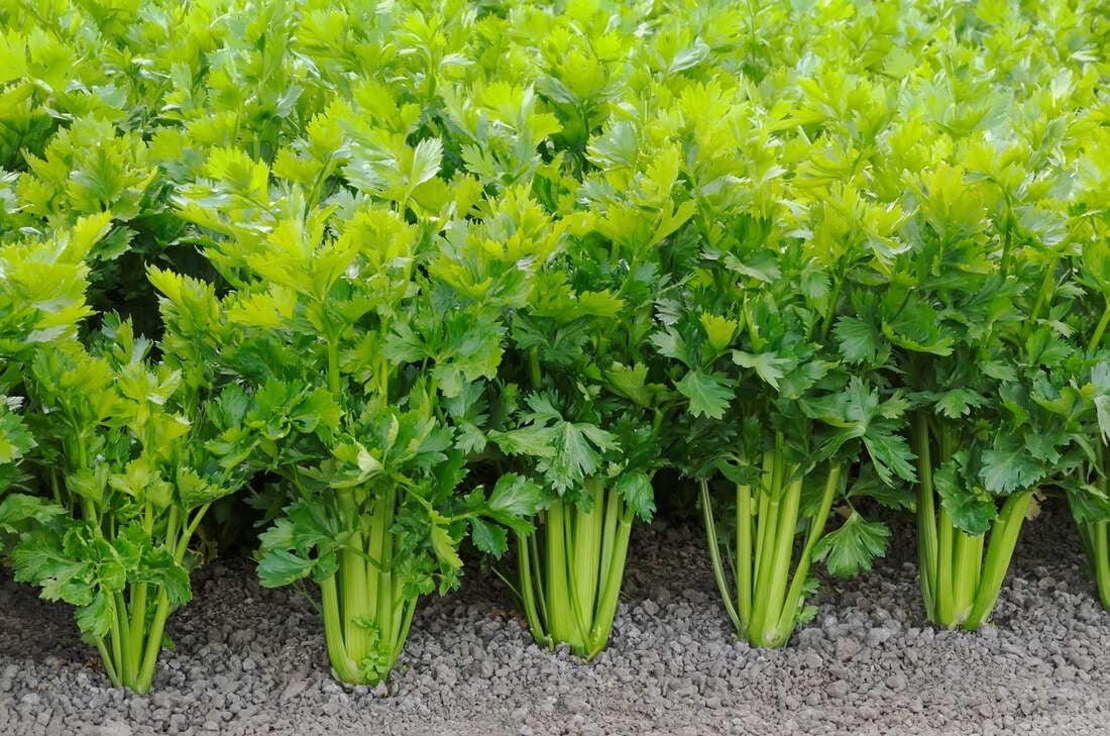 Organic CELERY LEAF | Apium graveolens | Celery Leaf Tea Natural Spice Remedy | Natural Loose Spices | Dried Natural Spices | Loose Spice
