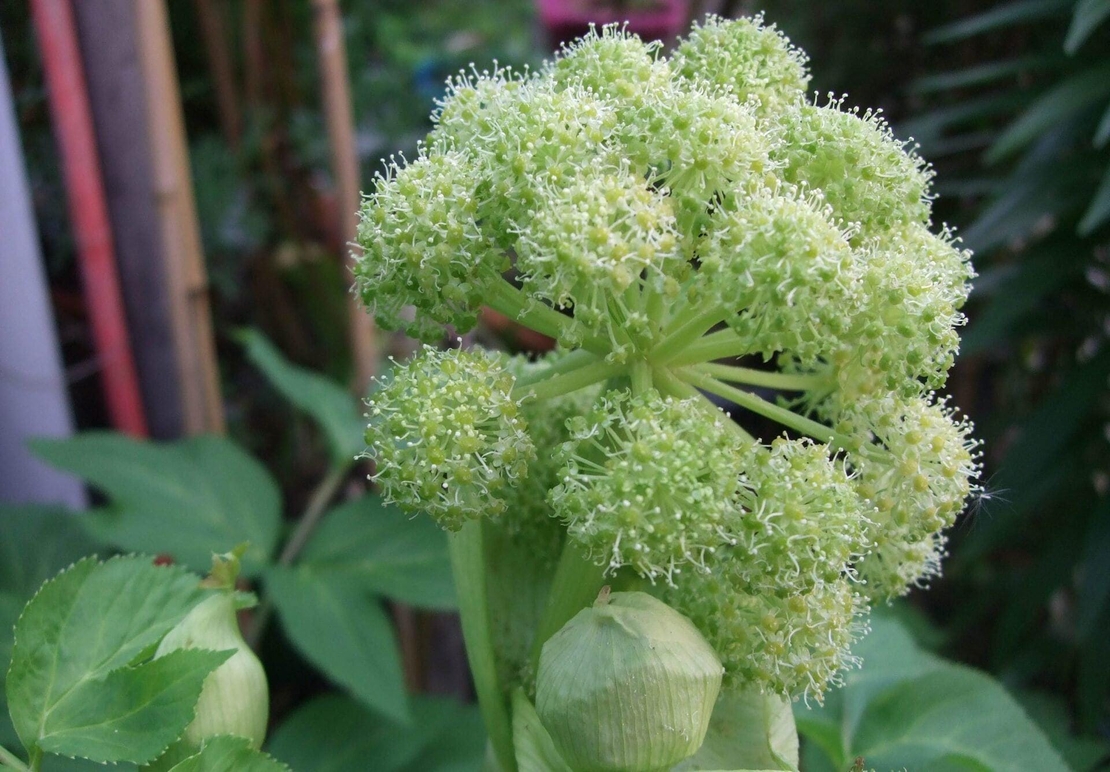 Organic ANGELICA ROOT | angelica archangelica | angelica root tea | herbal tea | dried root | organic herbs | herba | tea
