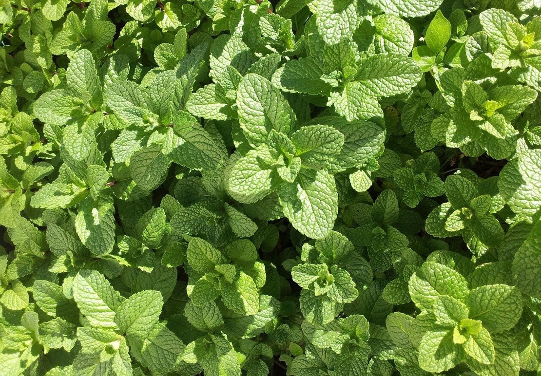 Organic SPEARMINT LEAF | mentha spicata | spearmint leaf tea | herbal tea | herba | tea | dried leaf | organic herbs | organic leaf | herbs