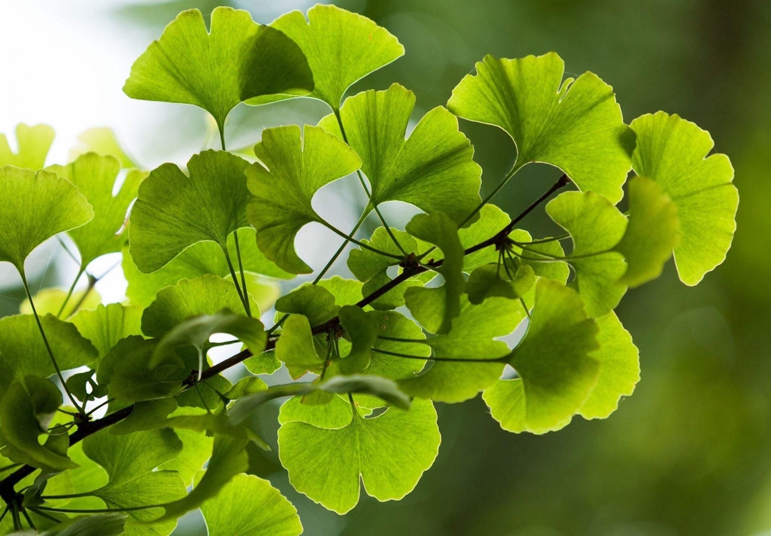 Organic GINKGO BILOBA LEAF | ginkgo biloba | herbal tea | ginkgo biloba tea | dried leaves | organic herbs | tea | herba