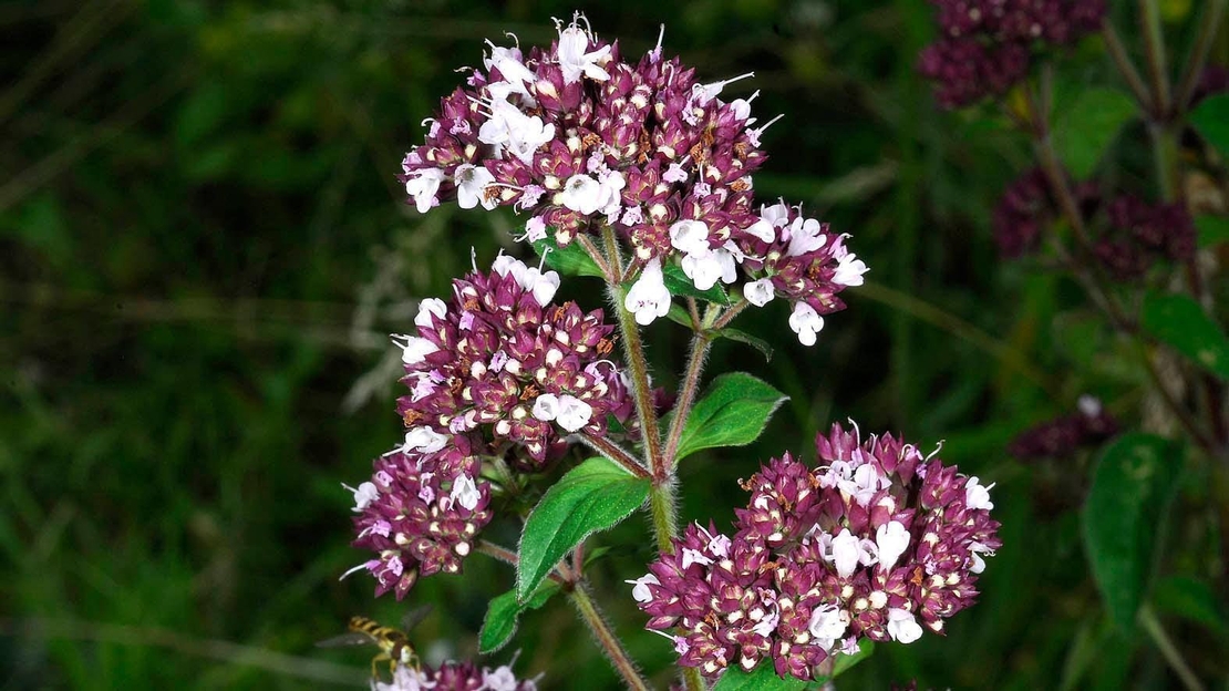 Organic OREGANO HERB | origanum vulgare | oregano tea | herbal tea | dried herbs | organic herbs | herba | tea
