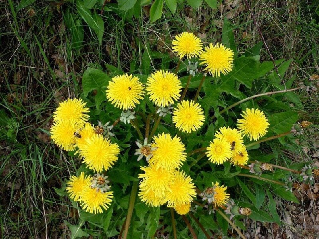 Organic DANDELION LEAF | taraxacum officinale | dandelion leaf tea | herbal tea | herbalism | organic herbs | dried leaf | herba | tea