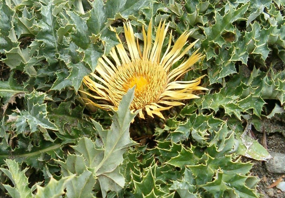 Organic CARLINA RООТ | Carlina Acanthifolia | Carlina Root Tea | Herbal Tea | Herba | Tea | Dried Root | Organic Root | Organic Herbs