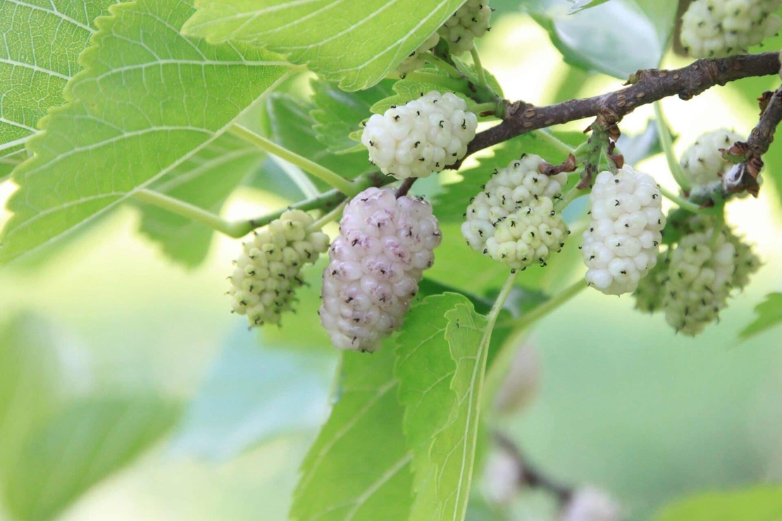 Бяла черница (Morus Alba) Листа – Натурална билка с лечебни свойства