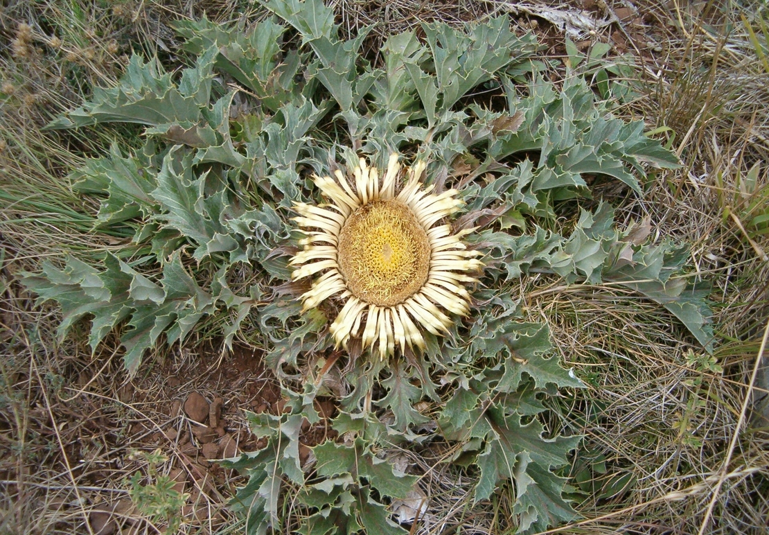 Organic CARLINA RООТ | Carlina Acanthifolia | Carlina Root Tea | Herbal Tea | Herba | Tea | Dried Root | Organic Root | Organic Herbs