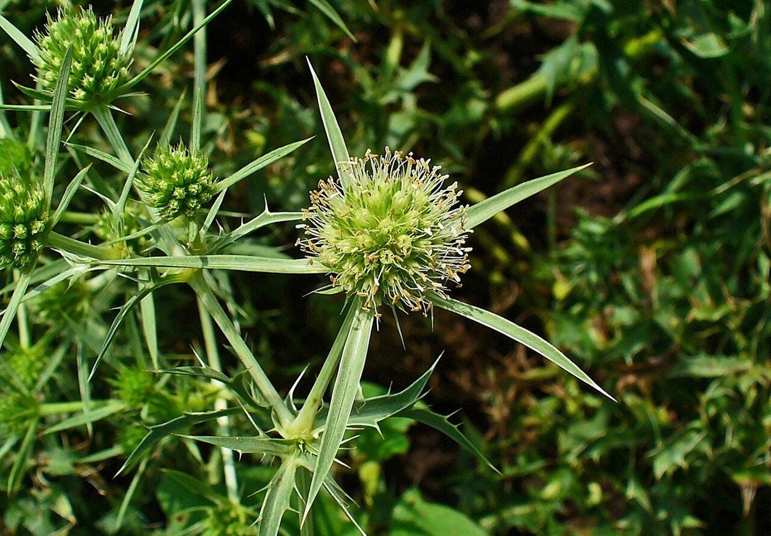Organic FIELD ERYNGO HERB | Eryngium Campestre | Loose Leaf Natural Herbs | Herbal Tea | Herba | Tea | Dried Herbs | Dried Bulk Herb
