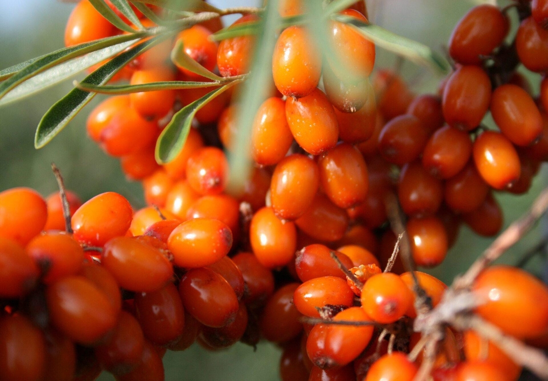 Organic Sea Buckthorn | Hippophae Rhamnoides | Whole Osmotic Berries Seaberry | Sea Buckthorn Berries | Herbal Tea | Fruits Tea | Herba