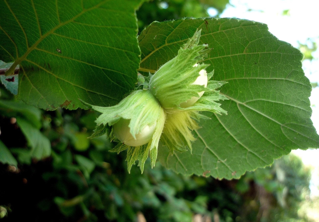 Organic HAZEL BARK | Corylus Avellana | Hazel Bark Tea | Herbal Tea | Herba | Tea | Dried Bark Tea | Organic Herbs | Dried Herbs | Tea