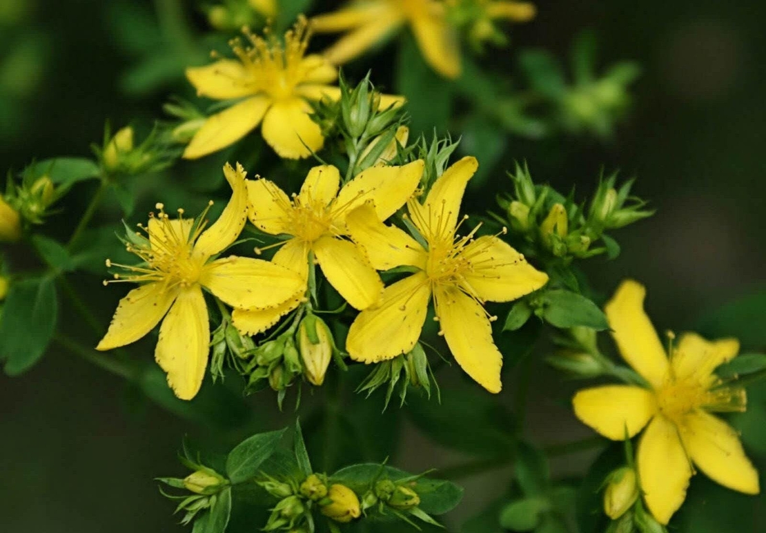 Organic SR.JOHN'S WORT | hypericum perforatum | st johns wort tea | herbal tea | organic herbs | dried herbs | herba | tea