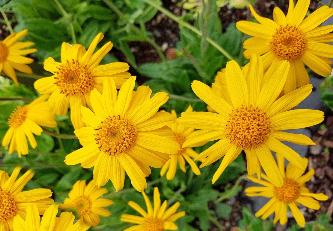Organic ARNICA FLOWER | Arnica montana | Natural Herbal Tea | Natural Loose Herb | Dried Natural Tea | Arnica Tea | Herbal Tea