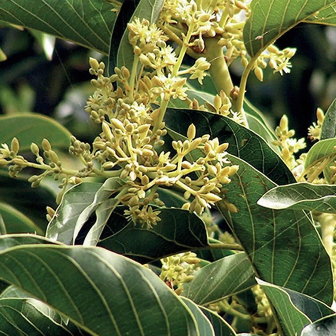 Organic MUIRA PUAMA BARK | Ptychopetalum Olacoides | Muira Puama Dried Bark | Herbal Tea | Tea | Liriosma Ovata | Juniperus brasiliensis