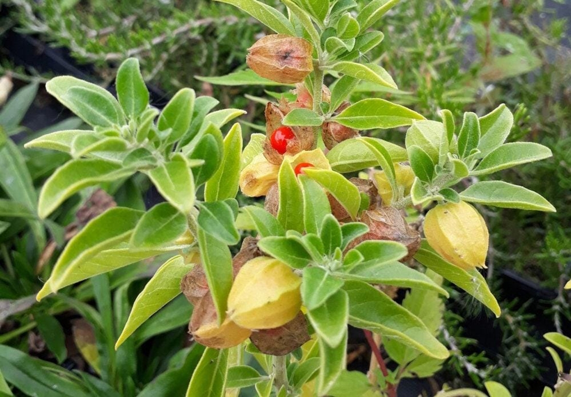 Organic ASHWAGANDHA ROOT | withania somnifera | ashwagandha tea | herbal tea | dried root | organic herbs | organic root | herba | tea