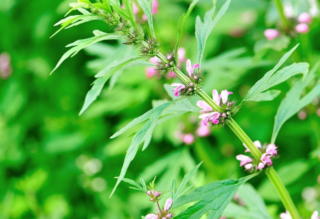 Organic МOTHERWORT HERB  Leonurus Cardiaca , Motherwort Tea