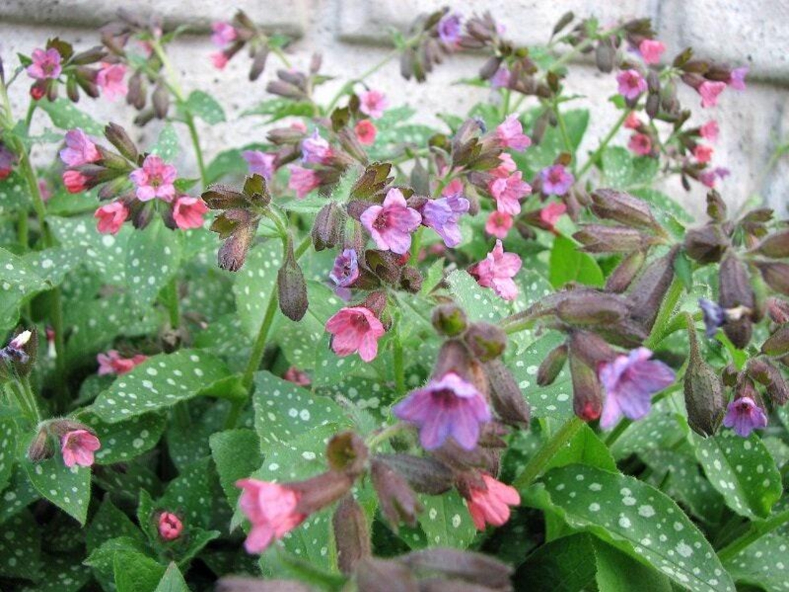 Organic LUNGWORT HERB | pulmonaria officinalis | lungwort tea | herbal tea | dried herbs | organic herbs | lungwort leaf | herba | tea