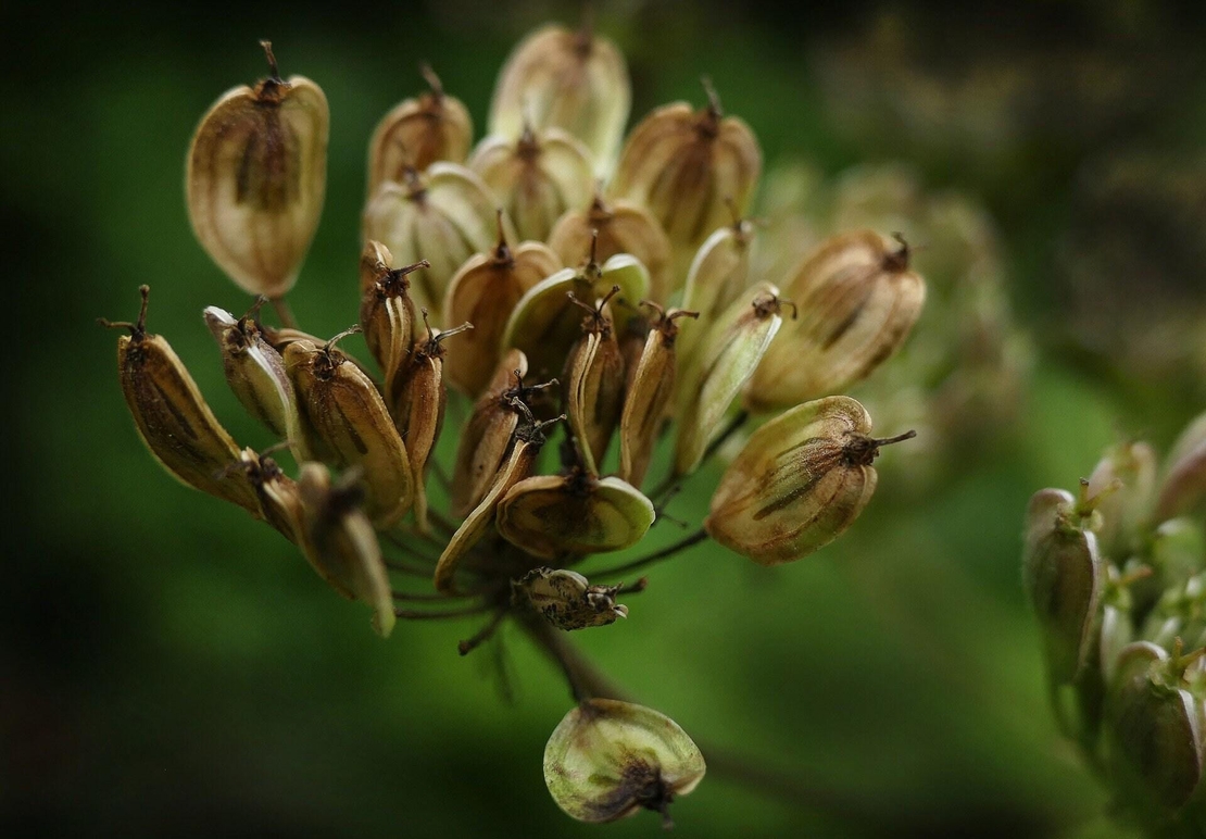 Organic ANISE SEEDS | pimpinella anisum | anise seeds tea | herbal tea | semens | dried seeds | organic seeds | organic herbs | herba | tea