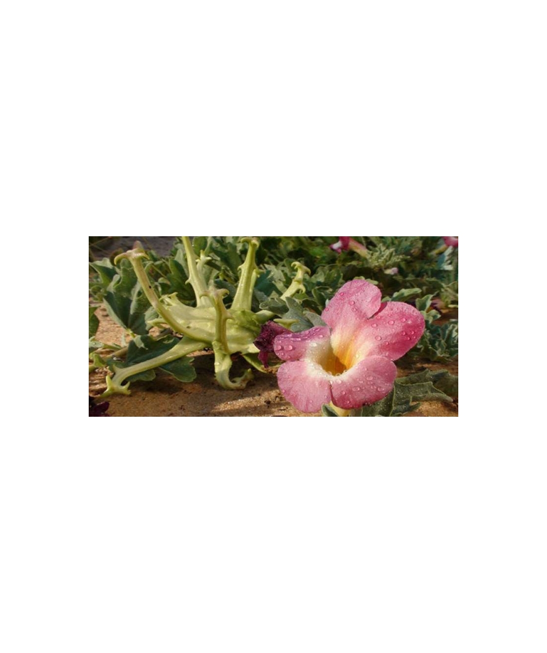 Organic DEVILS CLAW ROOT | Harpagophytum Procumbens | Devils Claw Tea | Dried Root | Herbal Tea | Herba | Tea | Organic Root | Organic Herbs