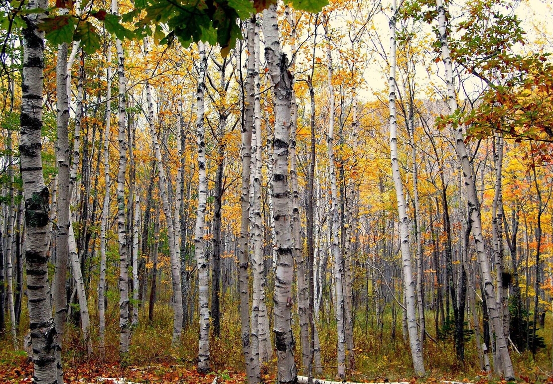 White Birch Bark (Betula pendula, B. alba) – Natural Health and Detoxification Remedy