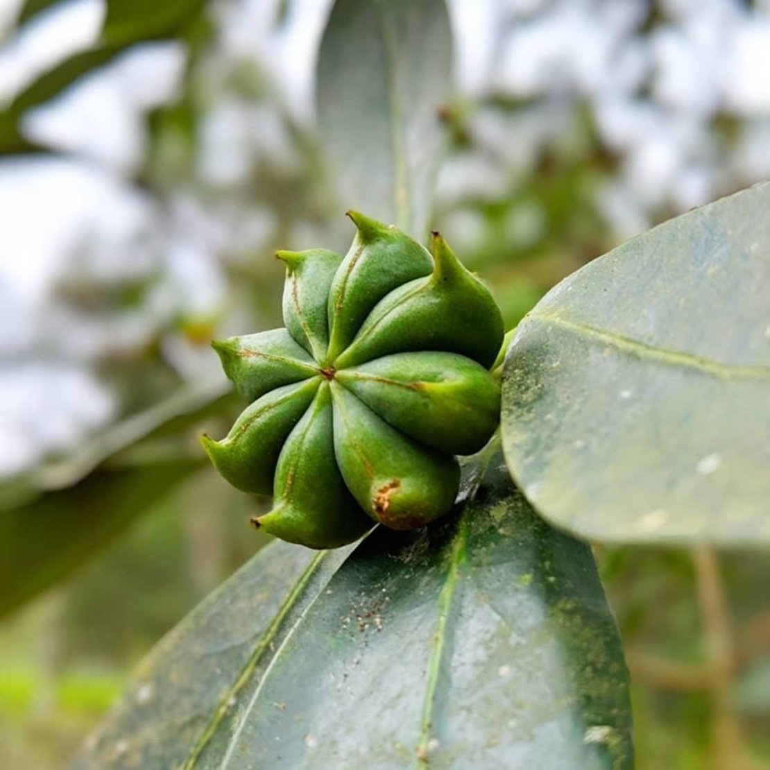 Organic STARS ANISE | Whole Star Anise | Illicium verum | Spices | Herbal Tea | Stars Anise Tea | Herba | Tea