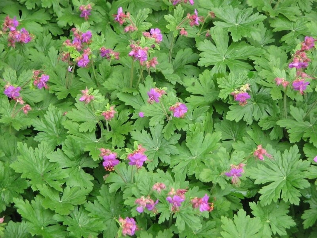 Organic CRANSEBILL ROOT | Geranium Macrorrhizum | Cransebill Root Tea | Herbal Tea | Herba | Tea | Organic Root | Dried Root | Organic Herbs