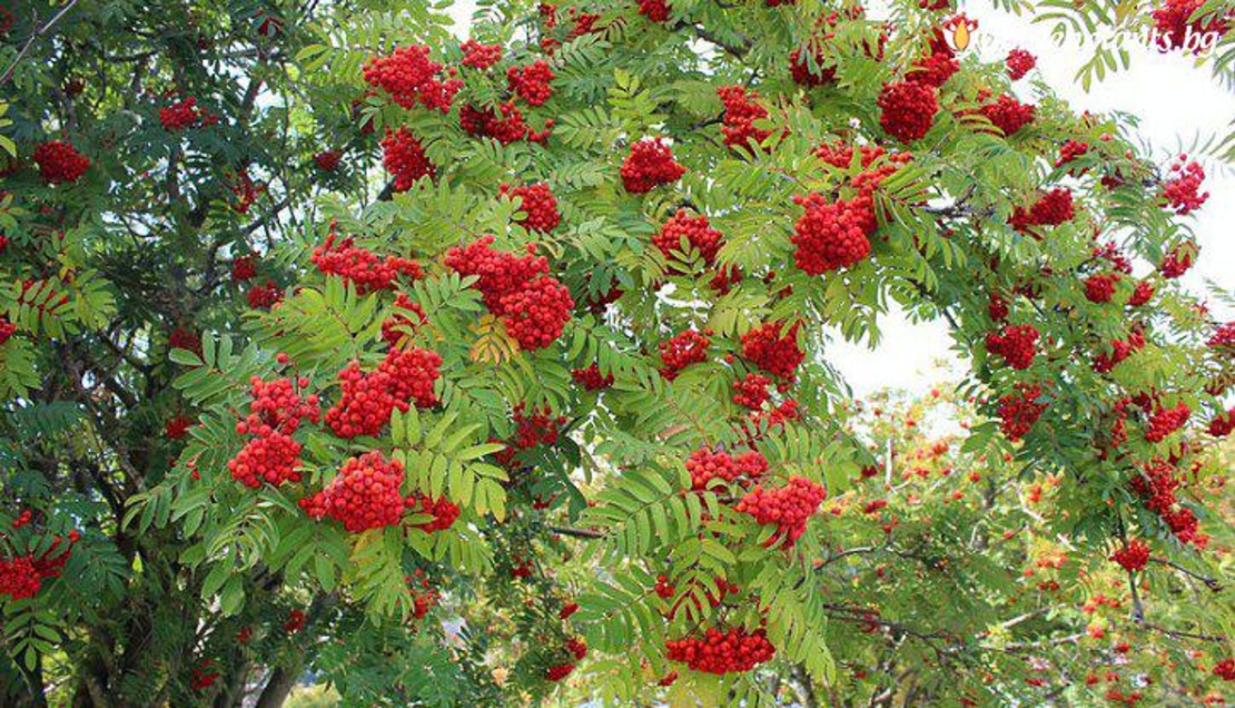 Organic ROWAN BERRIES | Sorbus Aucuparia | Rowan Tea | Herbal Tea Mountain Ash Berries | Dried Berries | Organic Herb | Herba | Fuits Tea