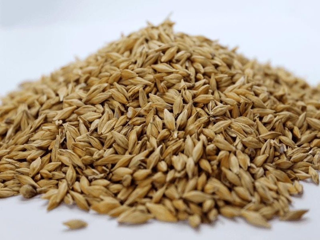 Organic BARLEY SEEDS | Hordeum vulgare | Barley Tea | Herbal Tea | Dried Seeds | Organic Seeds | Organic Herb | Semens  | Dried Herbs | Tea