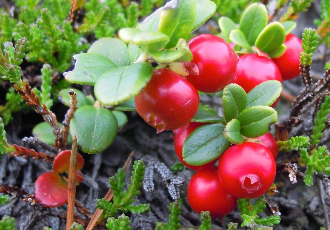 Organic Wild Cranberry (Vaccinium vitis-idaea)