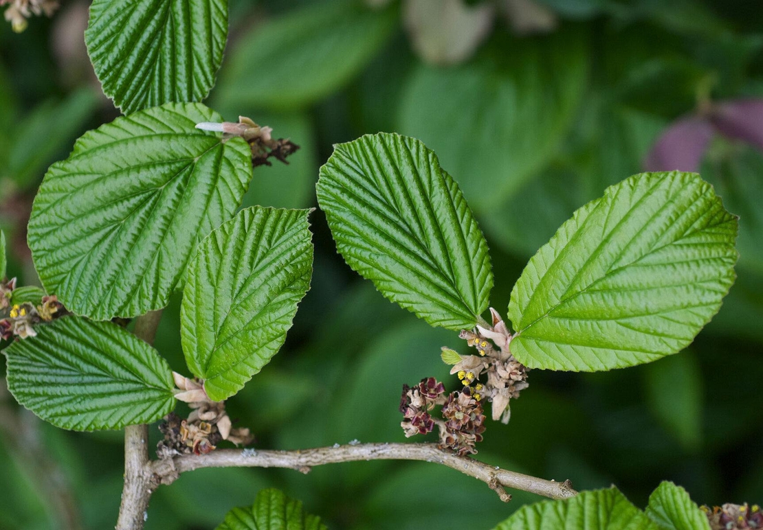 Organic ELM BARK | Ulmus Minor | Elm Bark Tea | Dried Bark | Herbal Tea | Herba | Tea | Organic Herbs | Dried Herbs | Dried Herbs | Bark