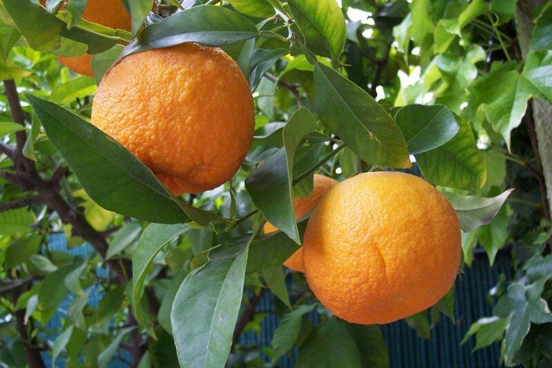 Organic ORANGE PEEL | Citrus Aurantium | Orange Peel Tea | Herbal Tea | Dried Peel | Organic Herbs | Dried Herbs | Herba | Dried Cut Peel