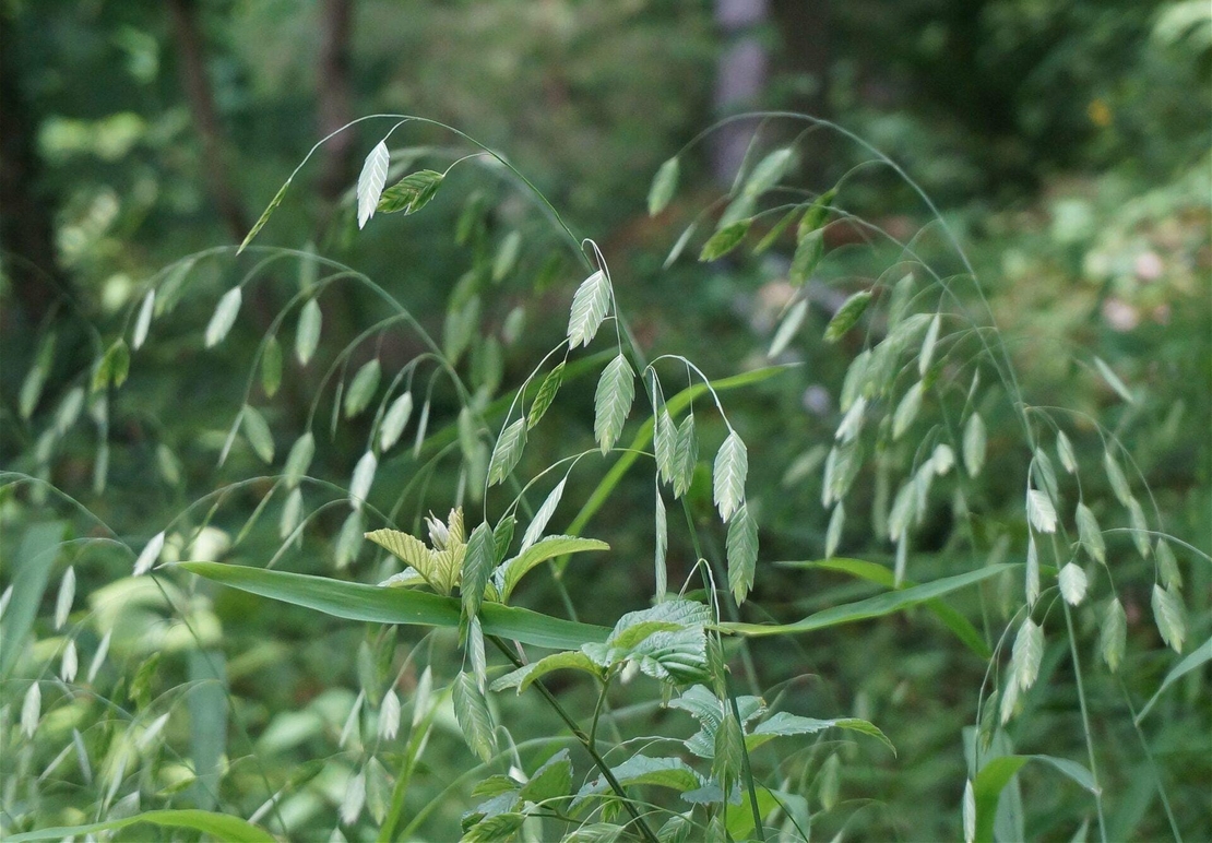 Organic OAT SEEDS | Avena Sativa | Oat Seeds Tea | Herbal Tea | Oatstraw Seeds | Dried Seeds | Organic Seeds | Organic Herb