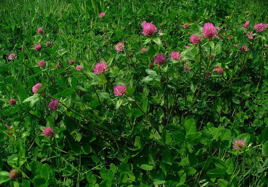 Organic RED CLOVER FLOWER | trifolium pratense | red clover tea | herbal tea | dried flower | organic herbs | herba | tea