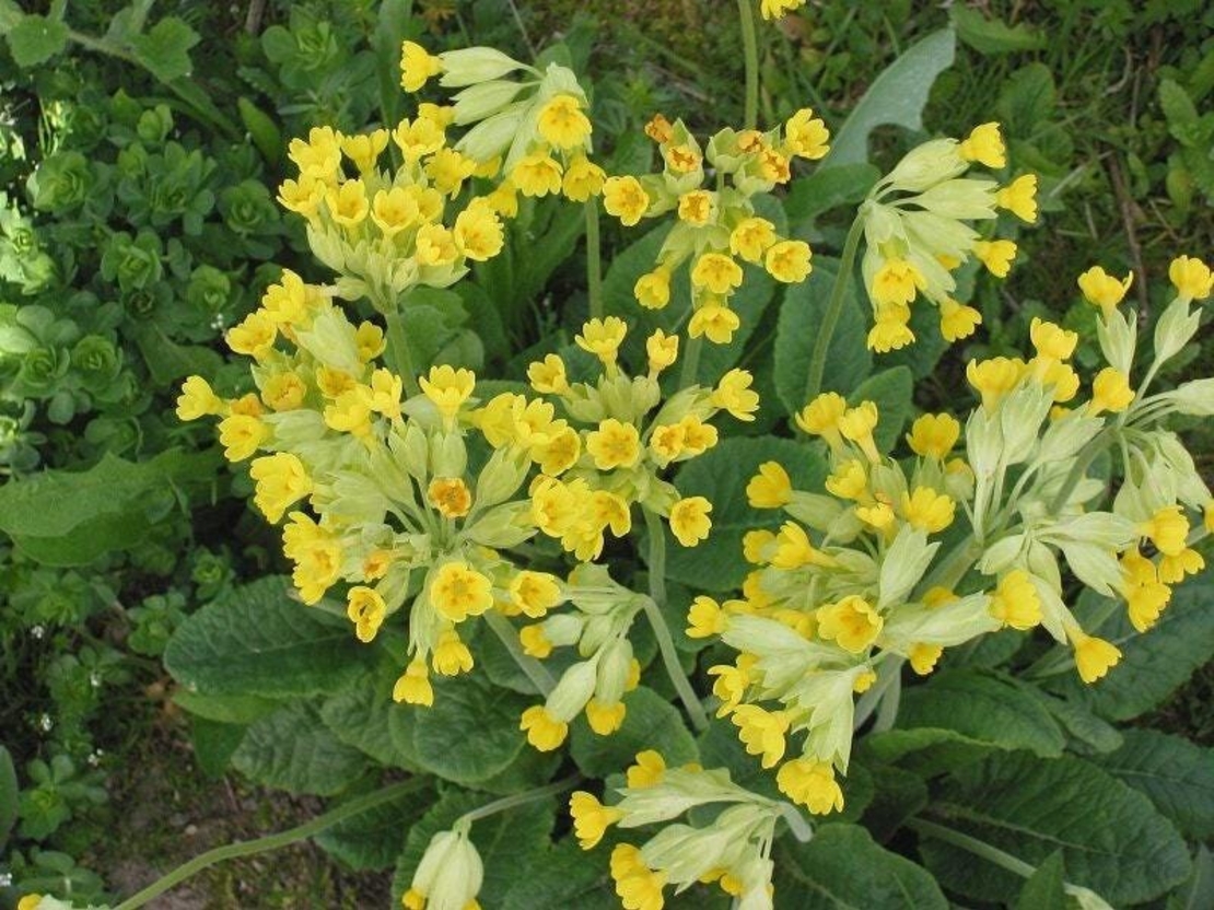 Organic cowslip flower | primula veris | cowslip flower tea | dried flowers | herbal tea | organic herb | organic flower | herba | tea