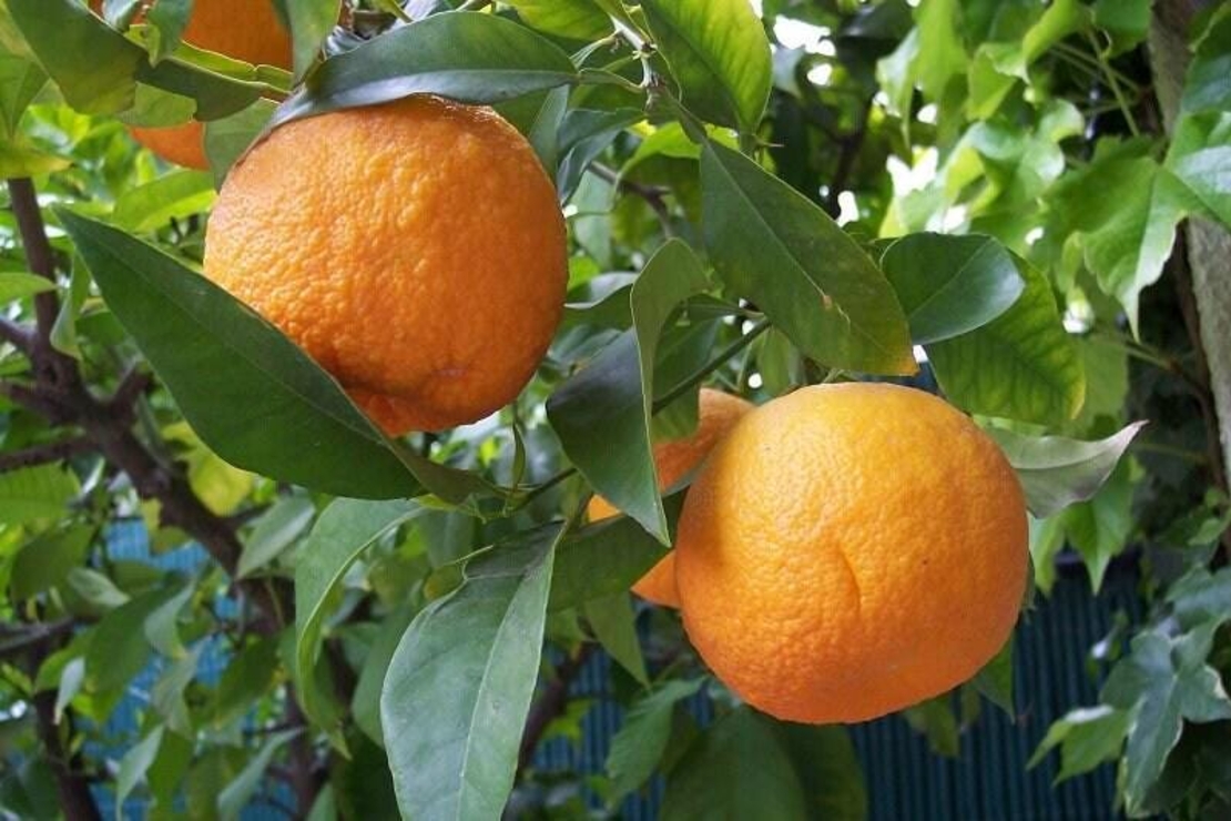 Organic ORANGE PEEL | citrus aurantium | orange peel tea | herbal tea | dried peel | organic herbs | dried herbs | herba | dried cut peel
