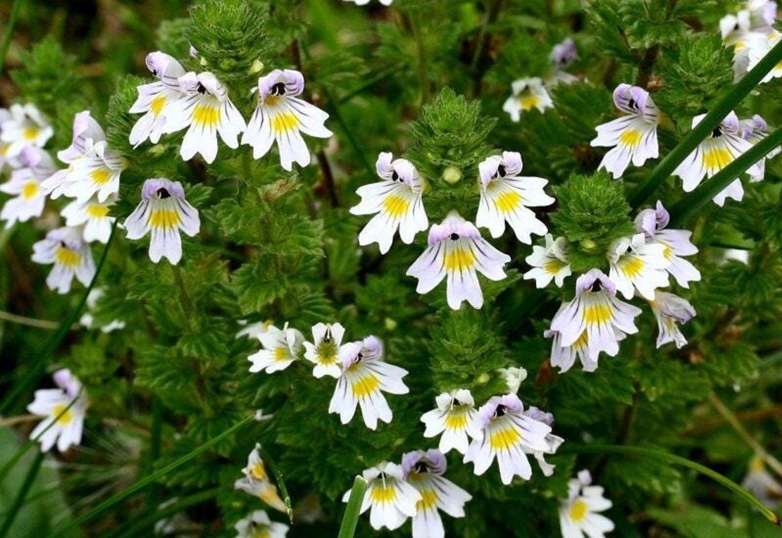 Organic EYEBRIGHT HERB | euphrasia officinalis | eyebright tea | euphrasia spp herba | dried herbs | organic herbs | tea